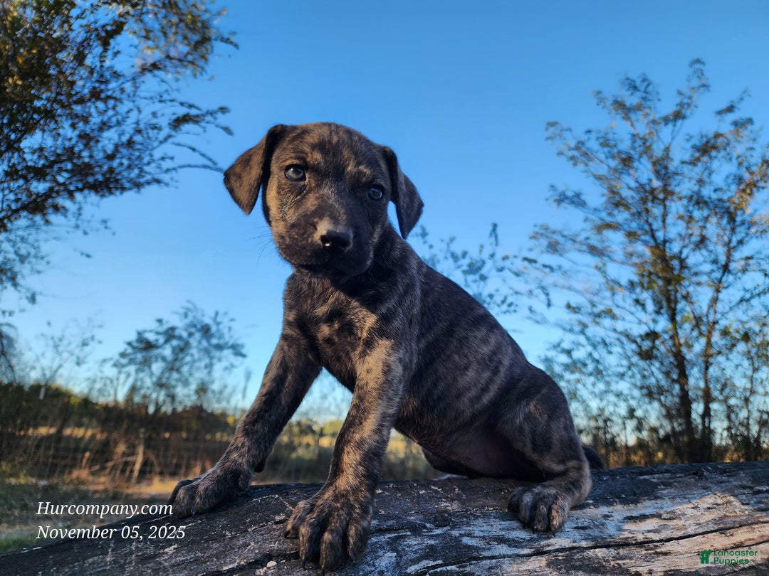 Catahoula Leopard Dog dogs for sale: Tracy II 2025 Female 4 - Ad 9