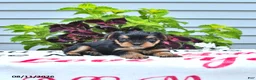 Yorkshire Terrier dogs for sale: Charlie - Ad 3
