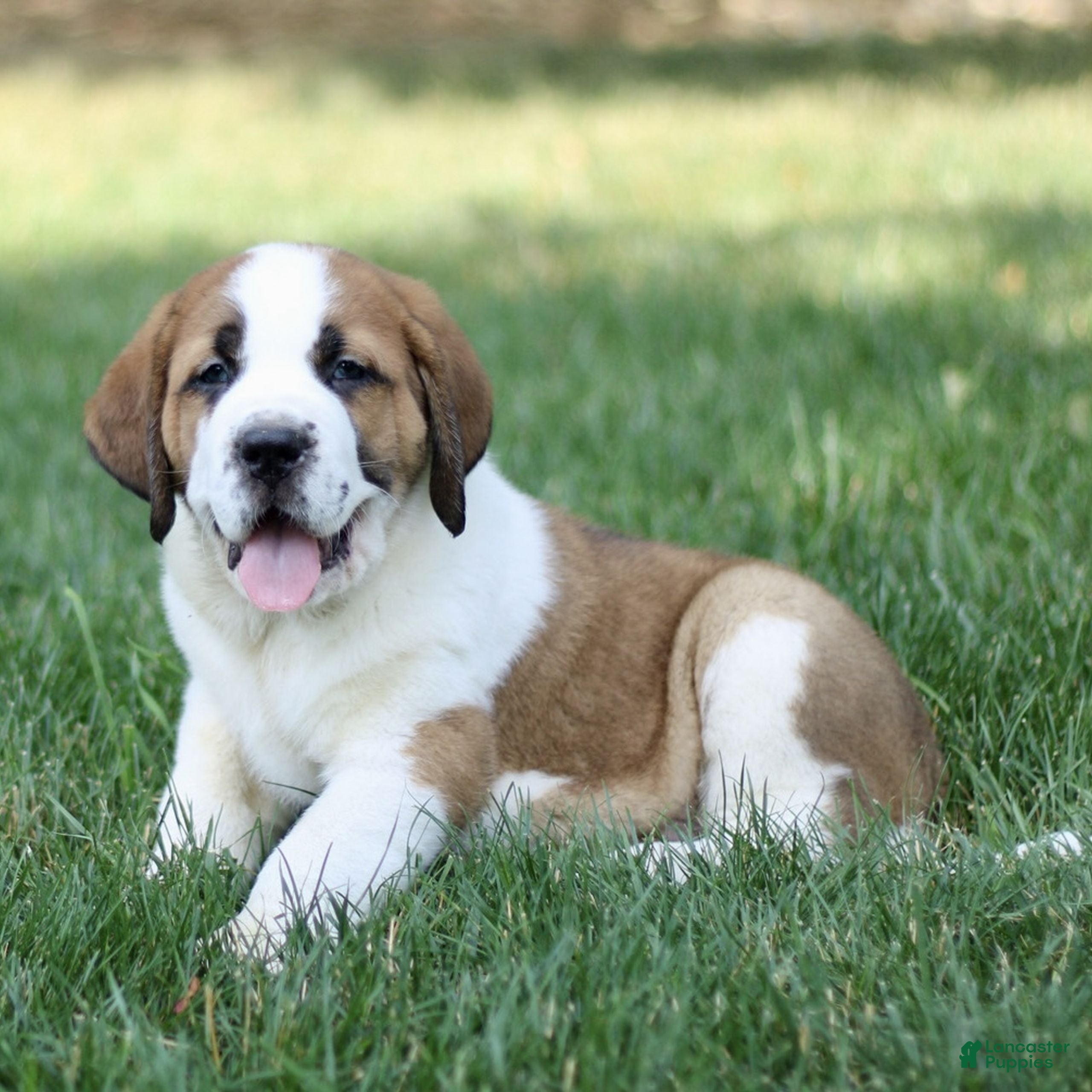 Saint Bernard dogs Myles  - Ad 2