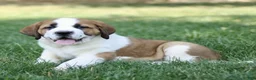 Saint Bernard dogs for sale: Myles  - Ad 2