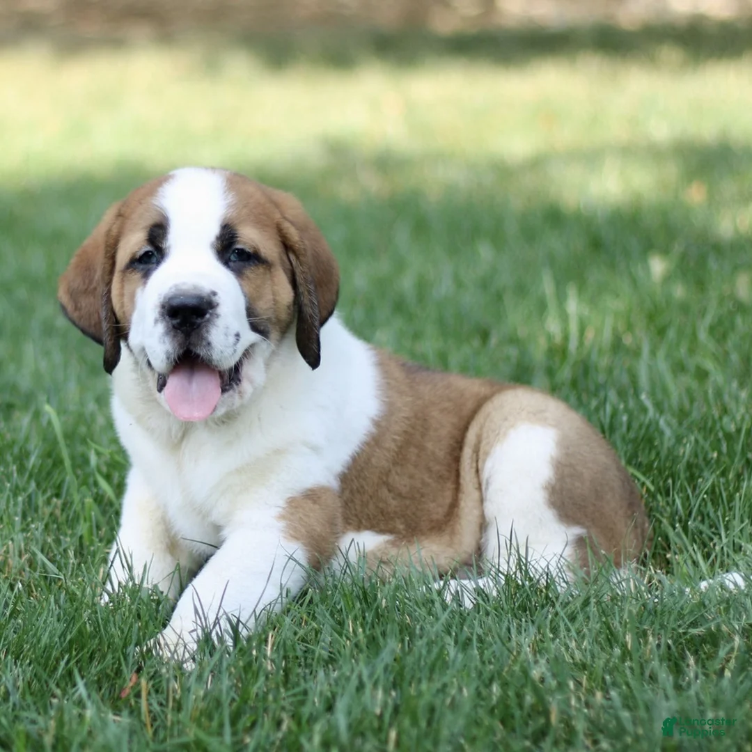 Saint Bernard dogs for sale: Myles  - Ad 2
