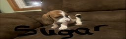 Basset Hound dogs for sale: Sugar - Ad 3