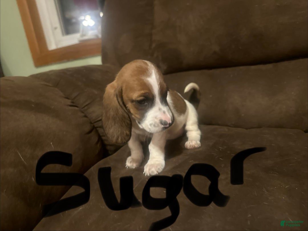 Basset Hound dogs for sale: Sugar - Ad 3