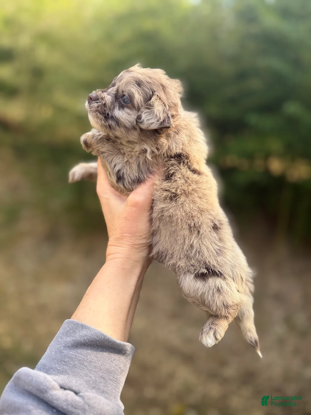 Pomapoo dogs for sale: Pomapoo Puppy 3 - Ad 2