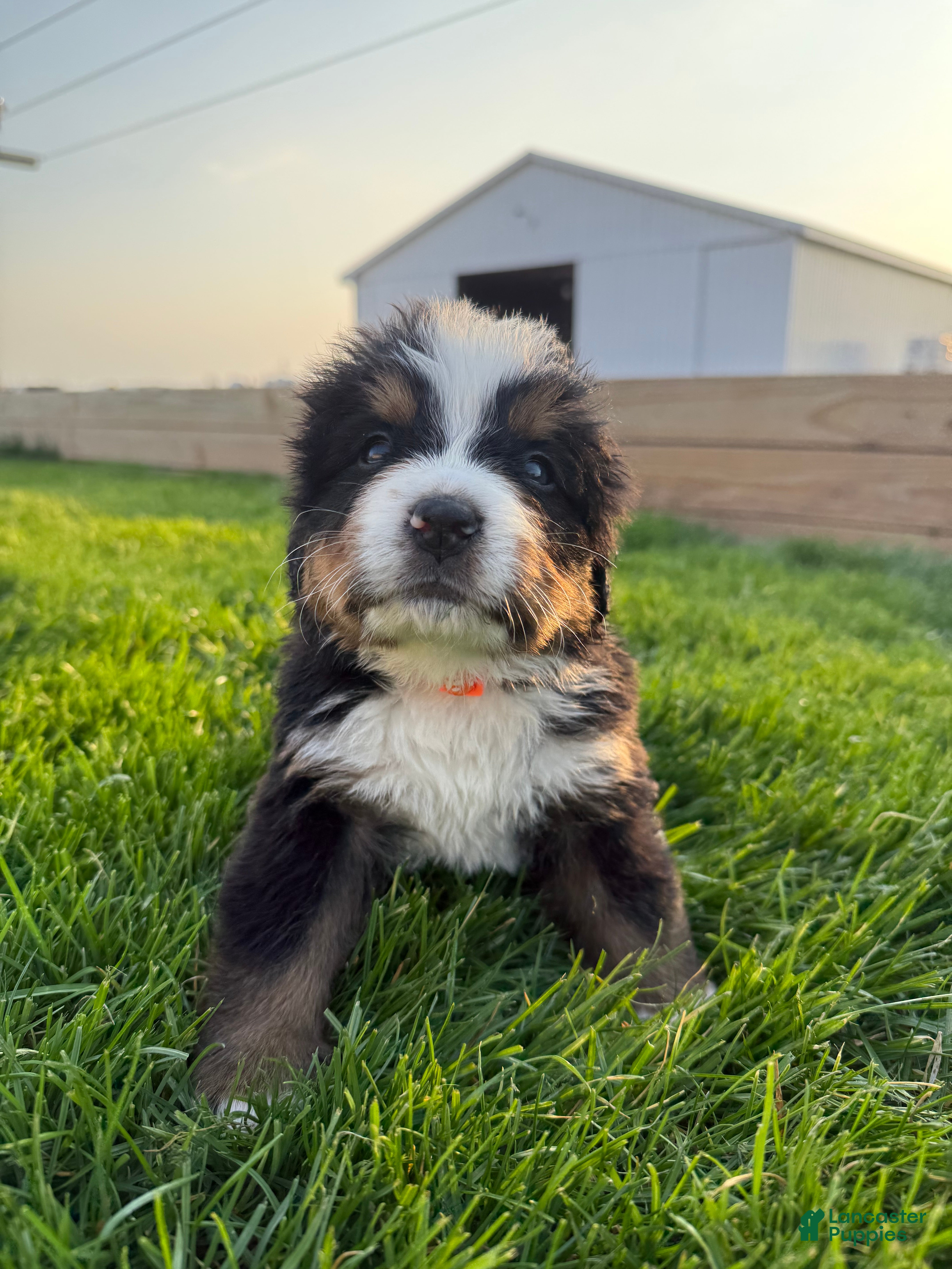 Bernese Mountain Dog dogs Nemo - Ad 40