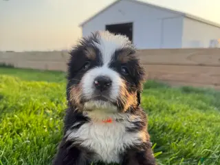Bernese Mountain Dog dogs Nemo - Ad 33