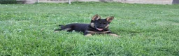 German Shepherd dogs for sale: Jackson - Ad 5