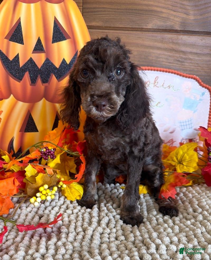 Snickers (Cockapoo, Female) in SC