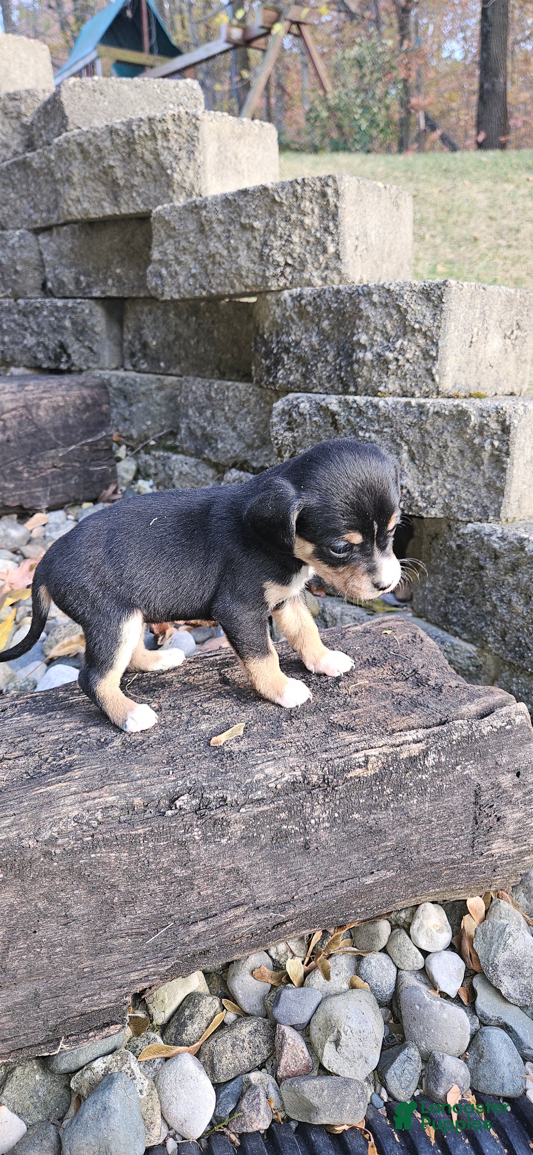 Mixed Breed dogs for sale: Luna - Ad 6
