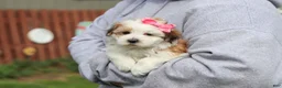 Morkie dogs for sale: Scarlett - Ad 11
