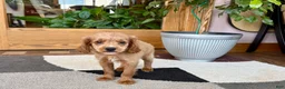 Mixed Breed dogs for sale: Cockapoo/Cavapoo female 2  - Ad 5