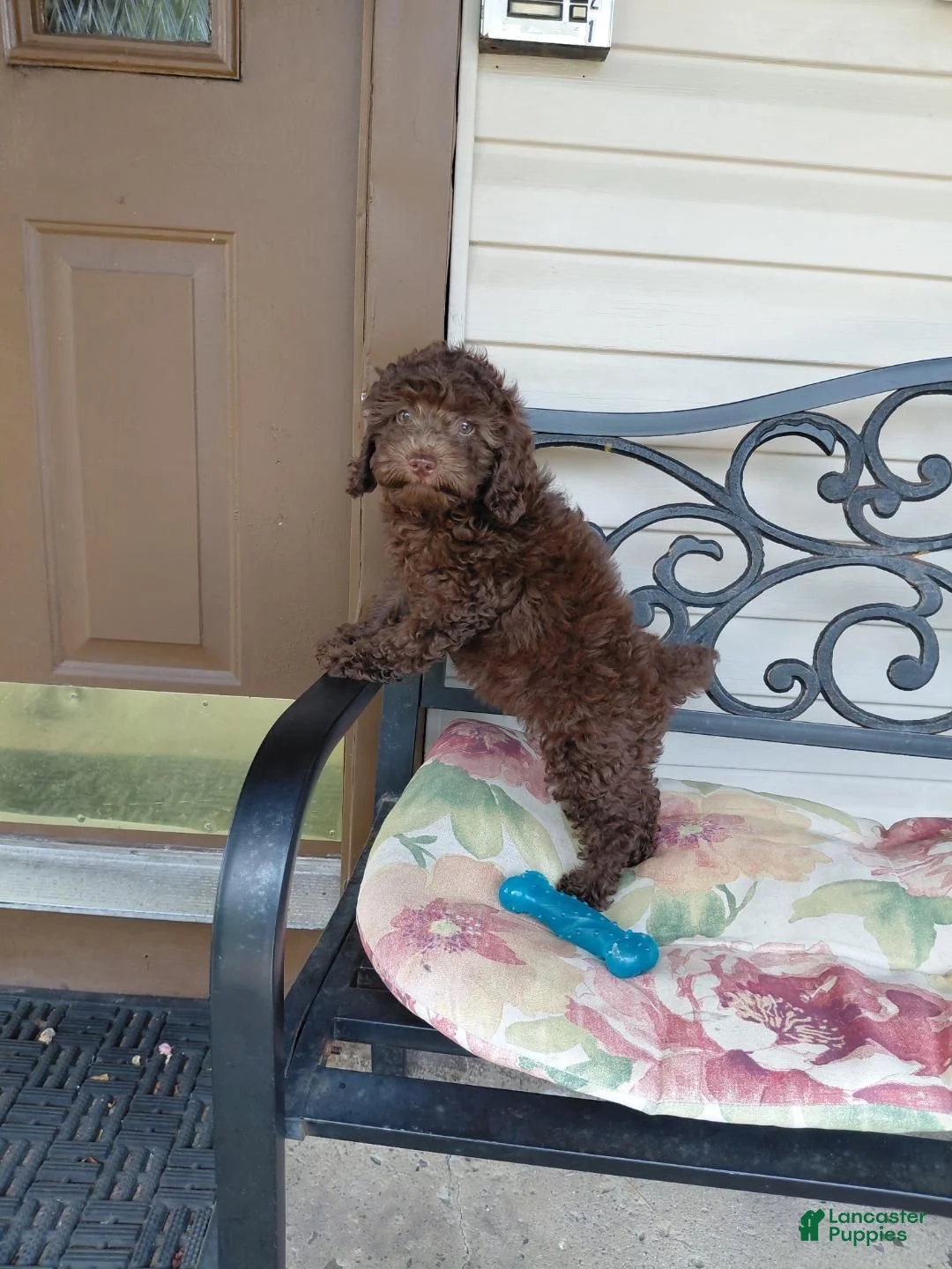Toy Poodle dogs for sale: Latte - Ad 2