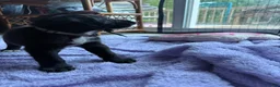 Mixed Breed dogs for sale: Dallas  - Ad 4
