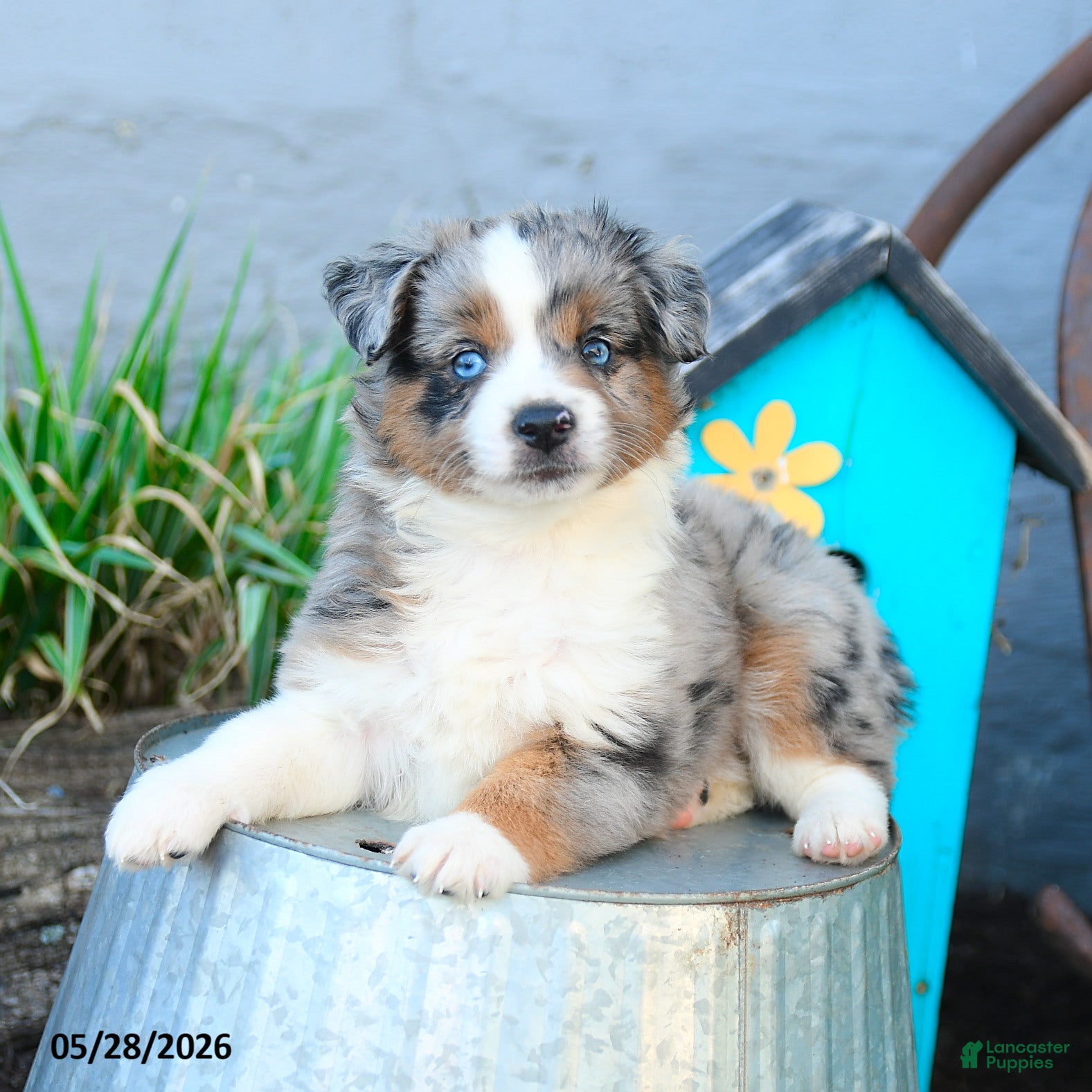 Miniature Australian Shepherd dogs Wendy - Ad 2