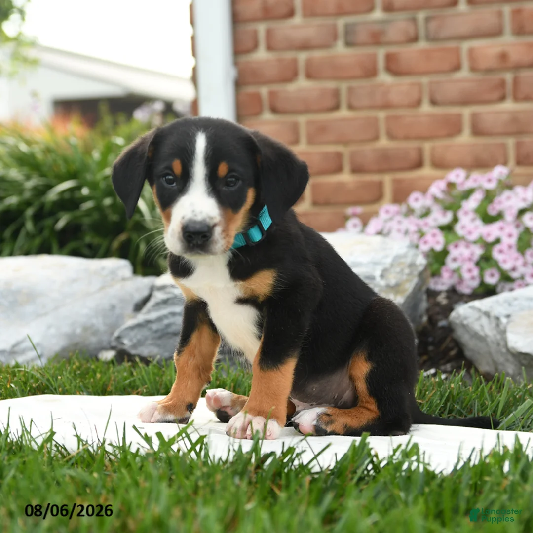 Greater Swiss Mountain Dog dogs for sale: Pirate - Ad 2