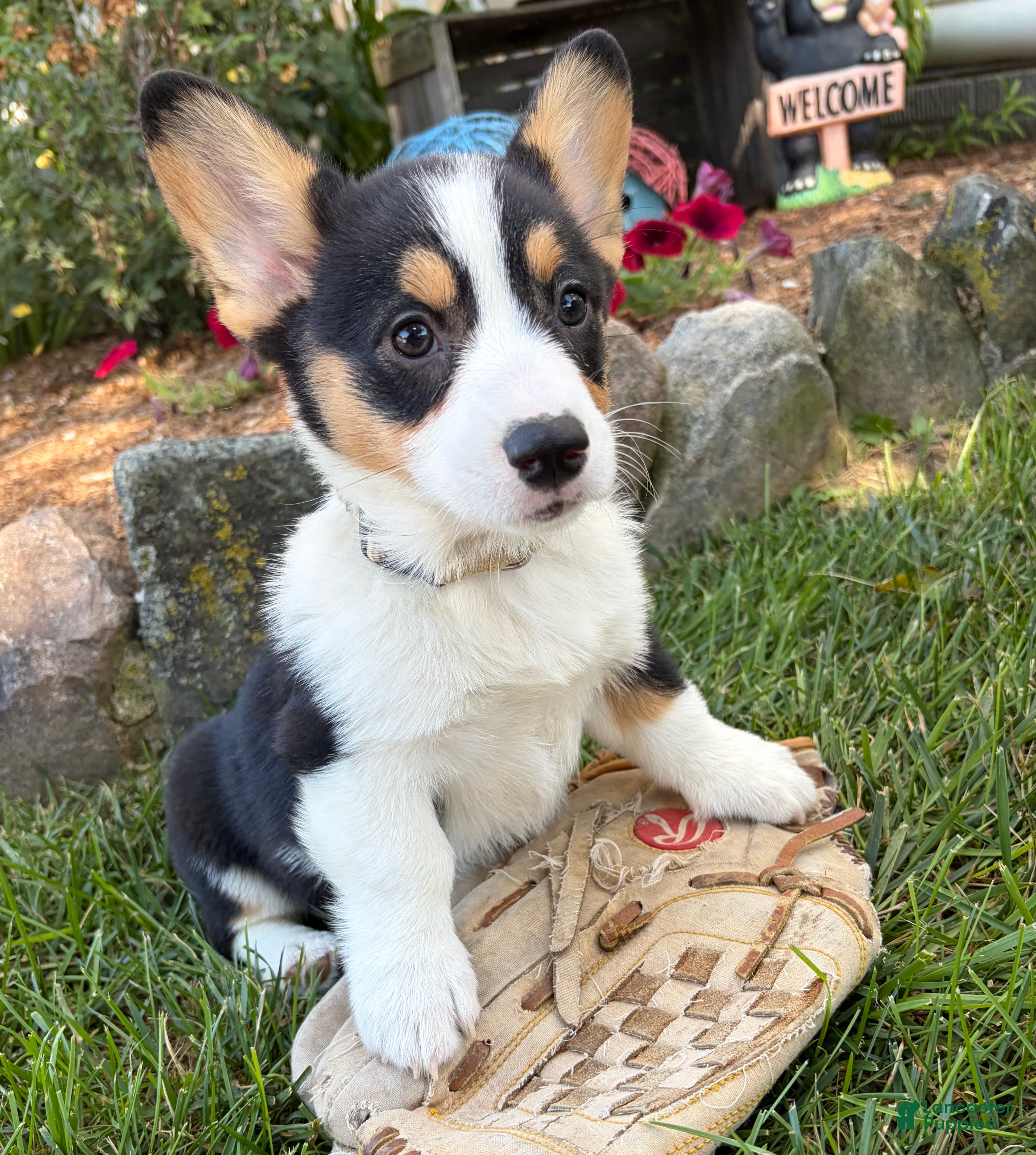 Welsh Corgi Pembroke dogs Nala - Ad 1