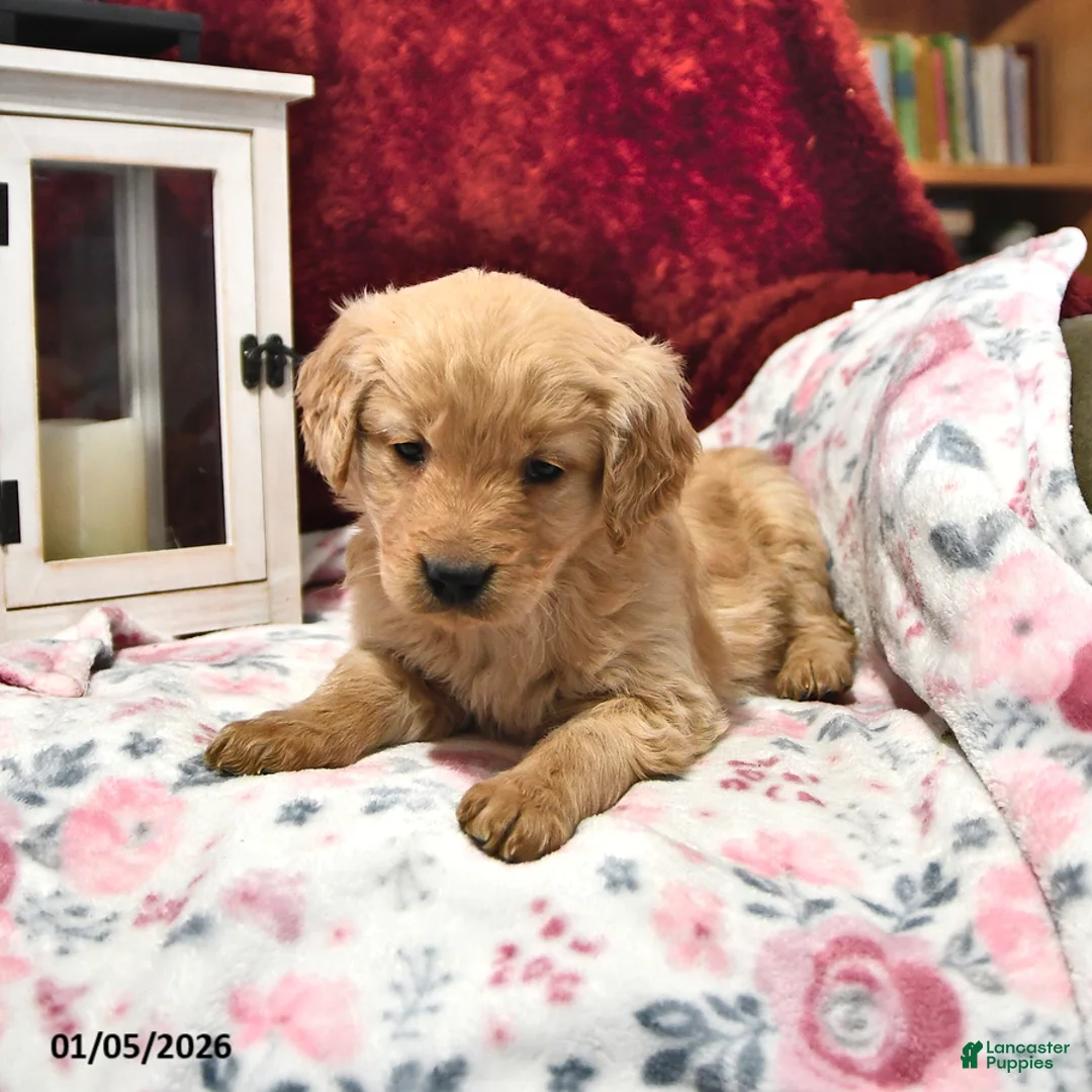 Goldendoodle dogs for sale: Holly - Ad 10