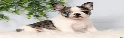 Frenchton dogs for sale: Daffodil - Ad 5