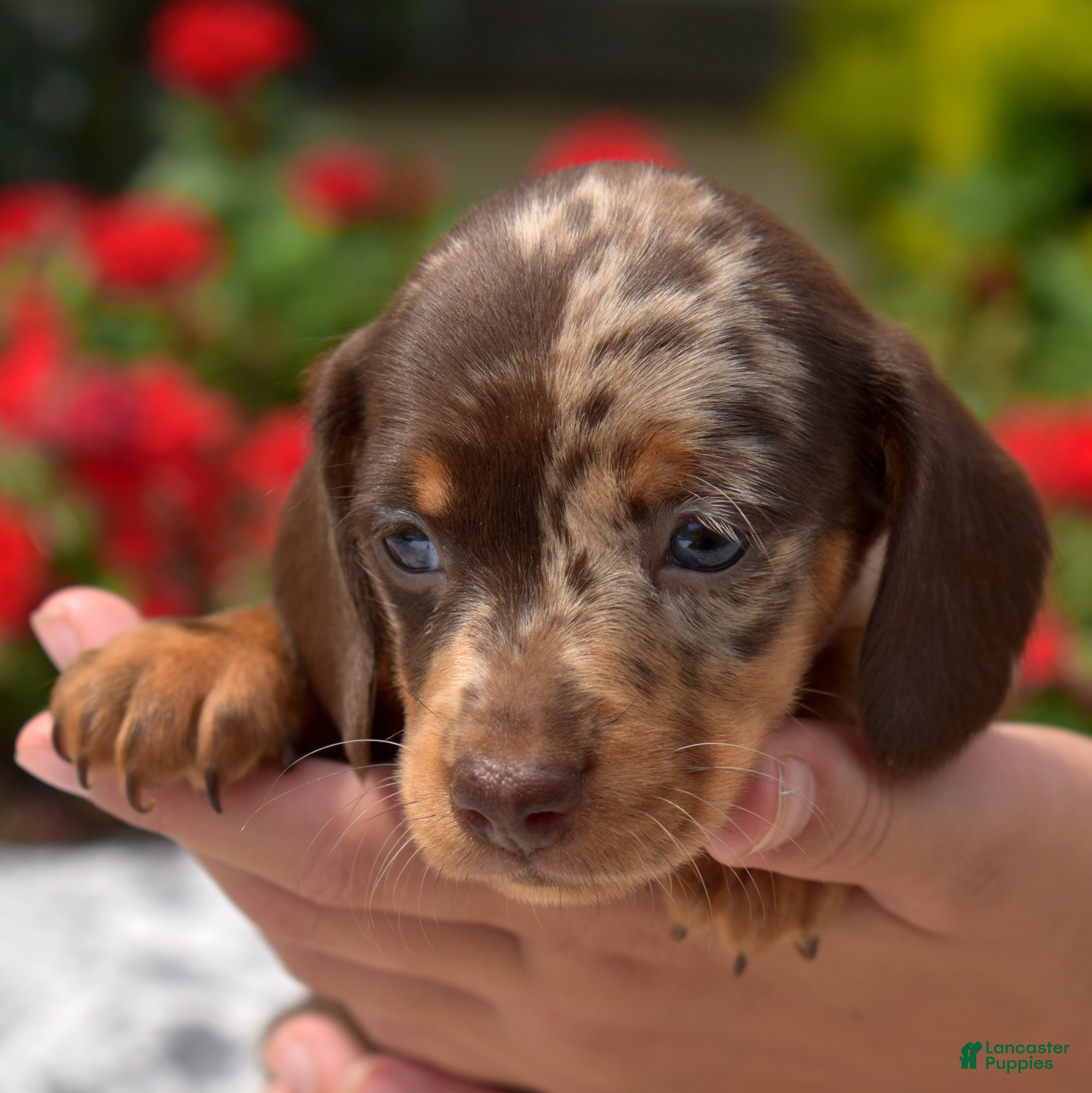 Miniature Dachshund dogs Stella  - Ad 2