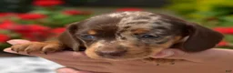 Miniature Dachshund dogs for sale: Stella  - Ad 2