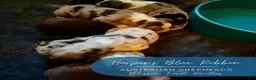 Australian Shepherd dogs for sale: Champion - Ad 4