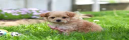 Maltipoo dogs for sale: Fiona - Ad 4