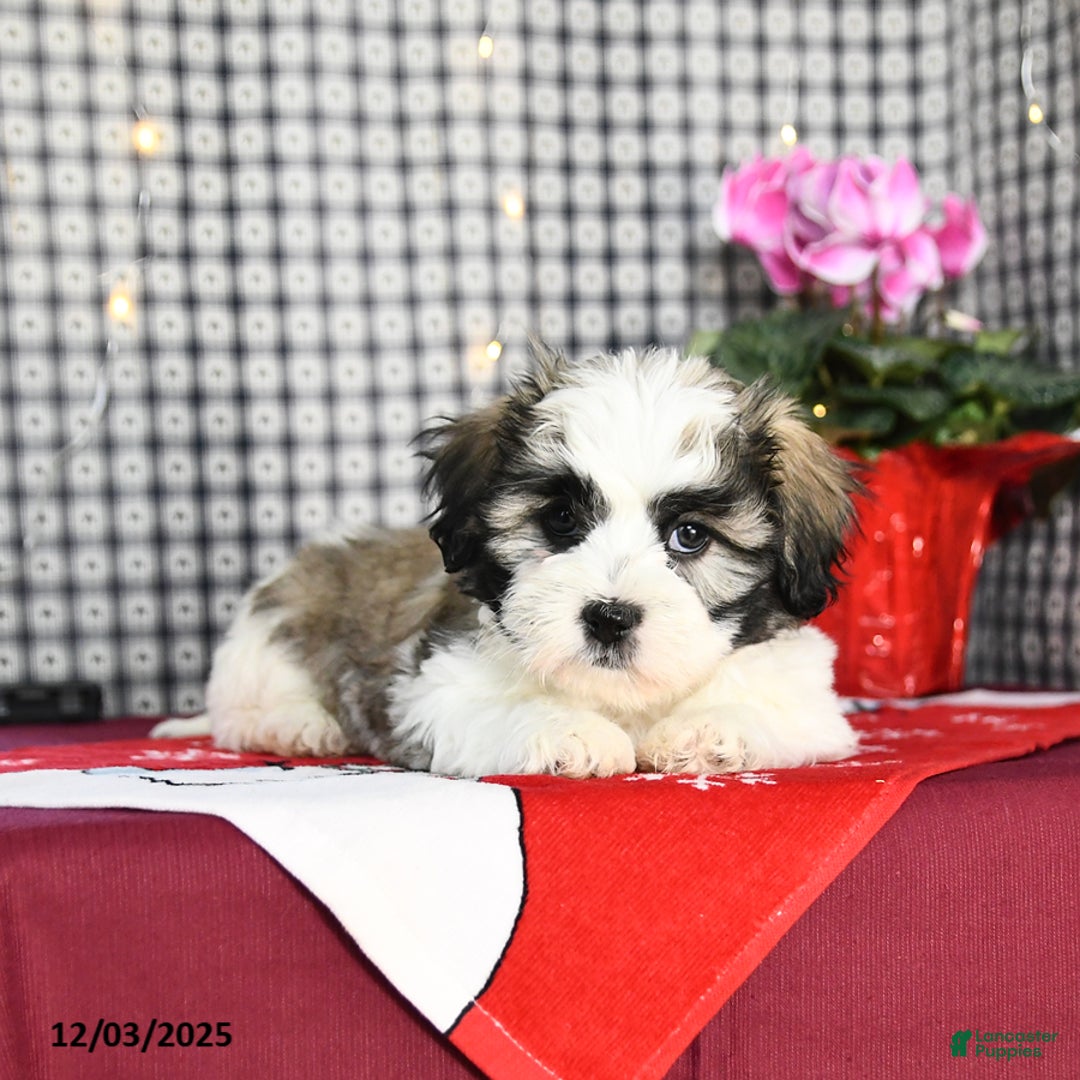 Malshi dogs for sale: Fluffball - Ad 4