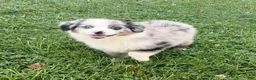 Australian Shepherd dogs for sale: Koda - Ad 6