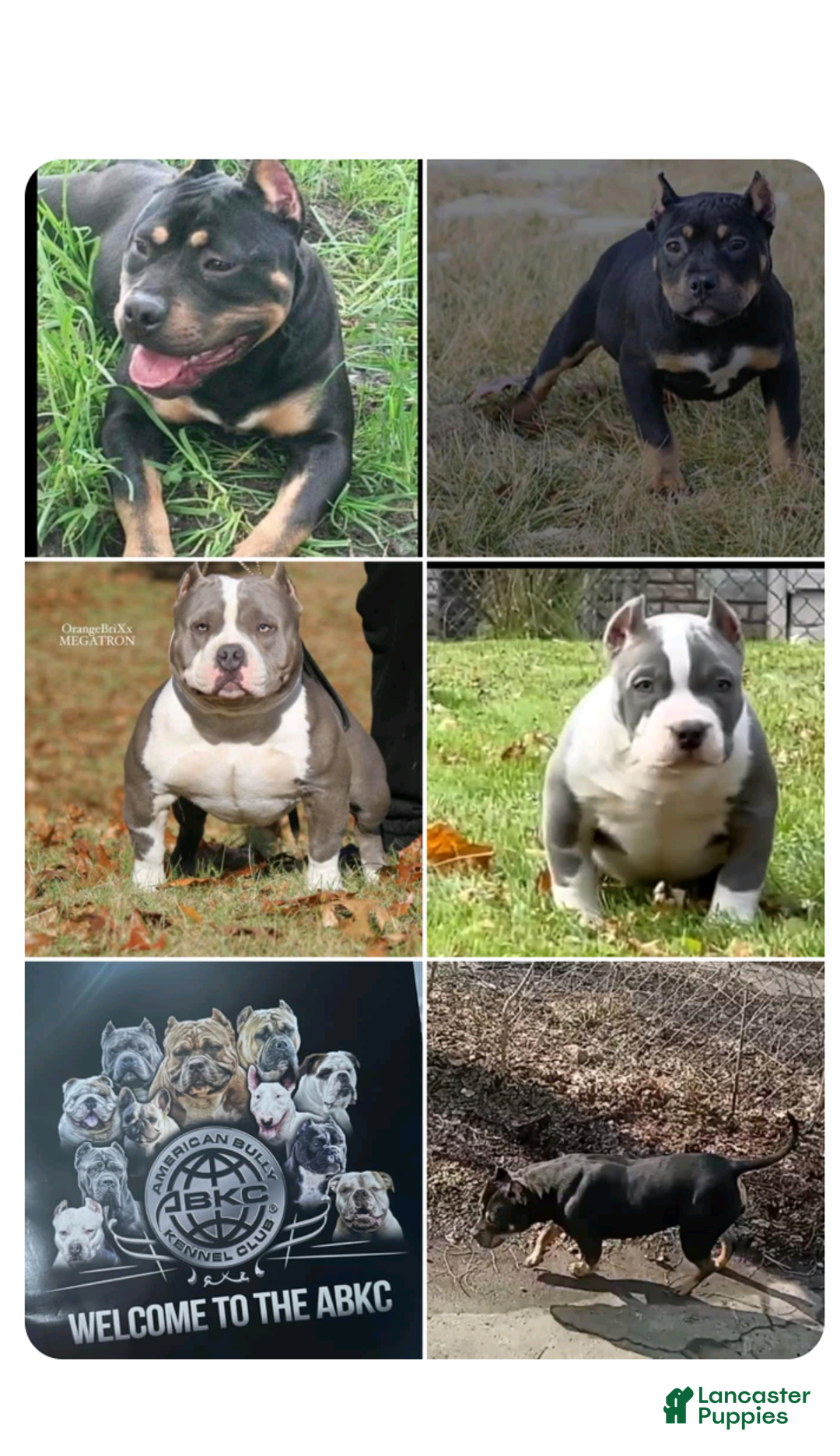 American Bully dogs for sale: American Bully Puppy 2 - Ad 2