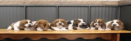 Basset Hound dogs for sale: Carly - Ad 6