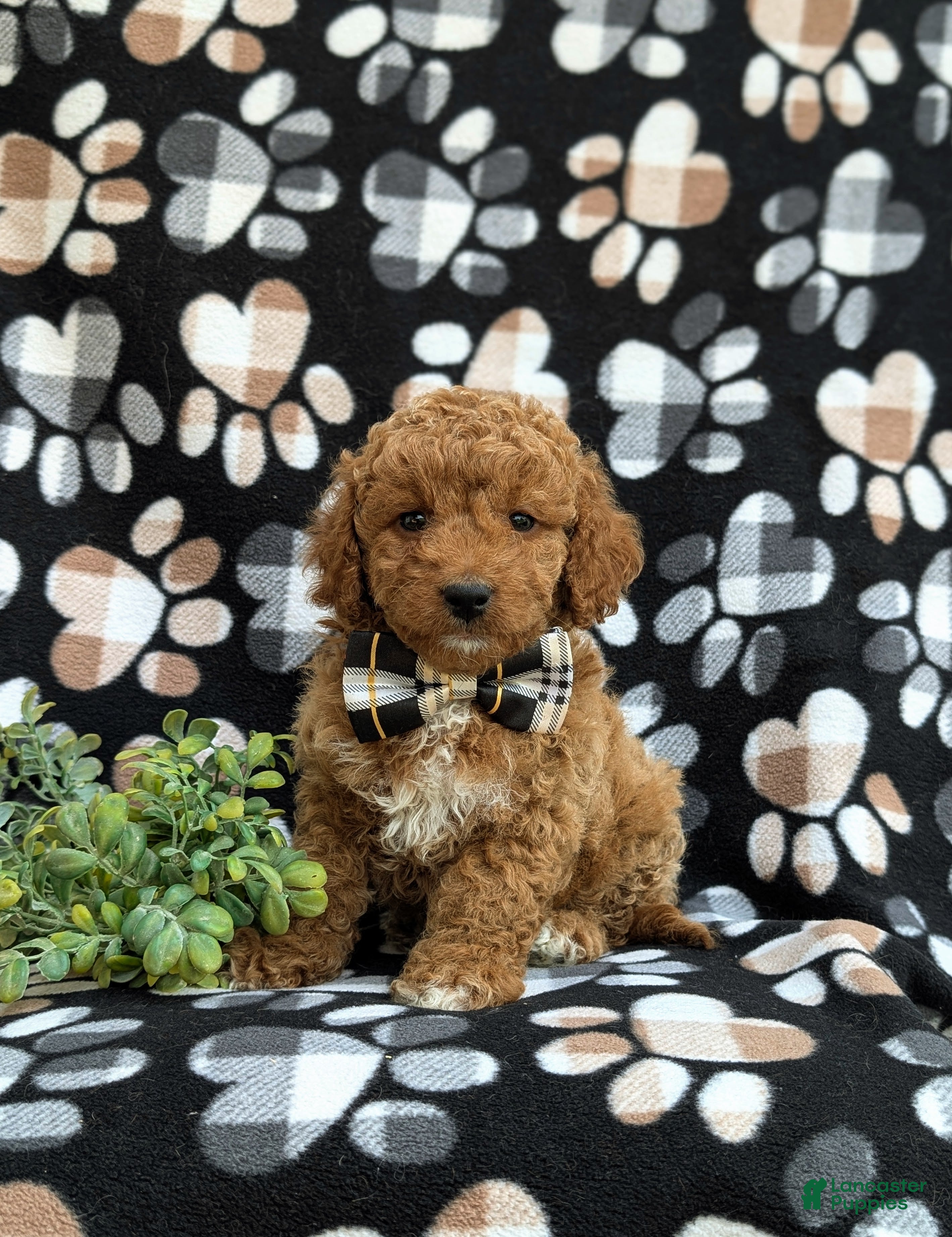 Cockapoo dogs Nicolas Hypoallergenic - Ad 1
