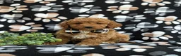 Cockapoo dogs for sale: Nicolas Hypoallergenic - Ad 1