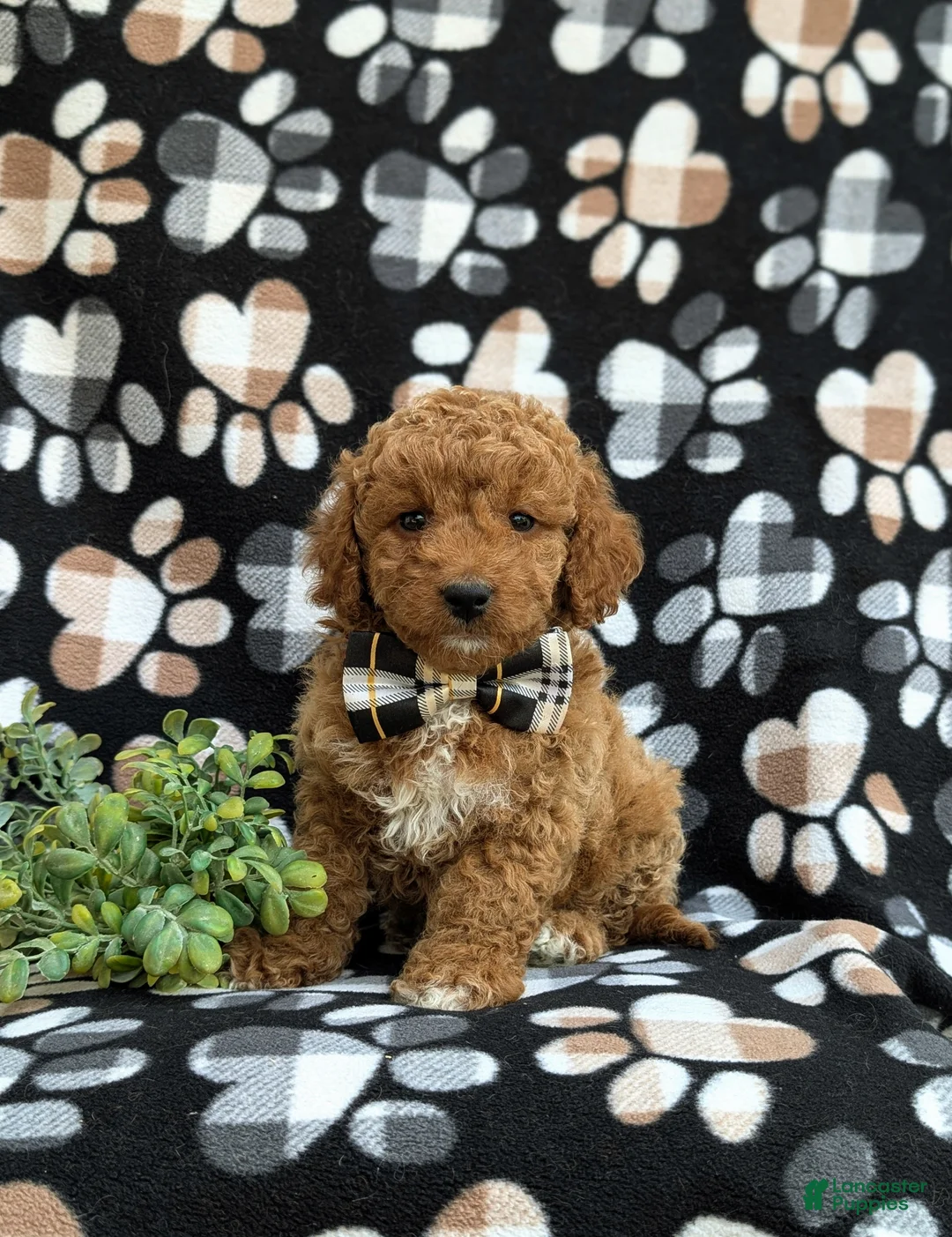 Cockapoo dogs for sale: Nicolas Hypoallergenic - Ad 1