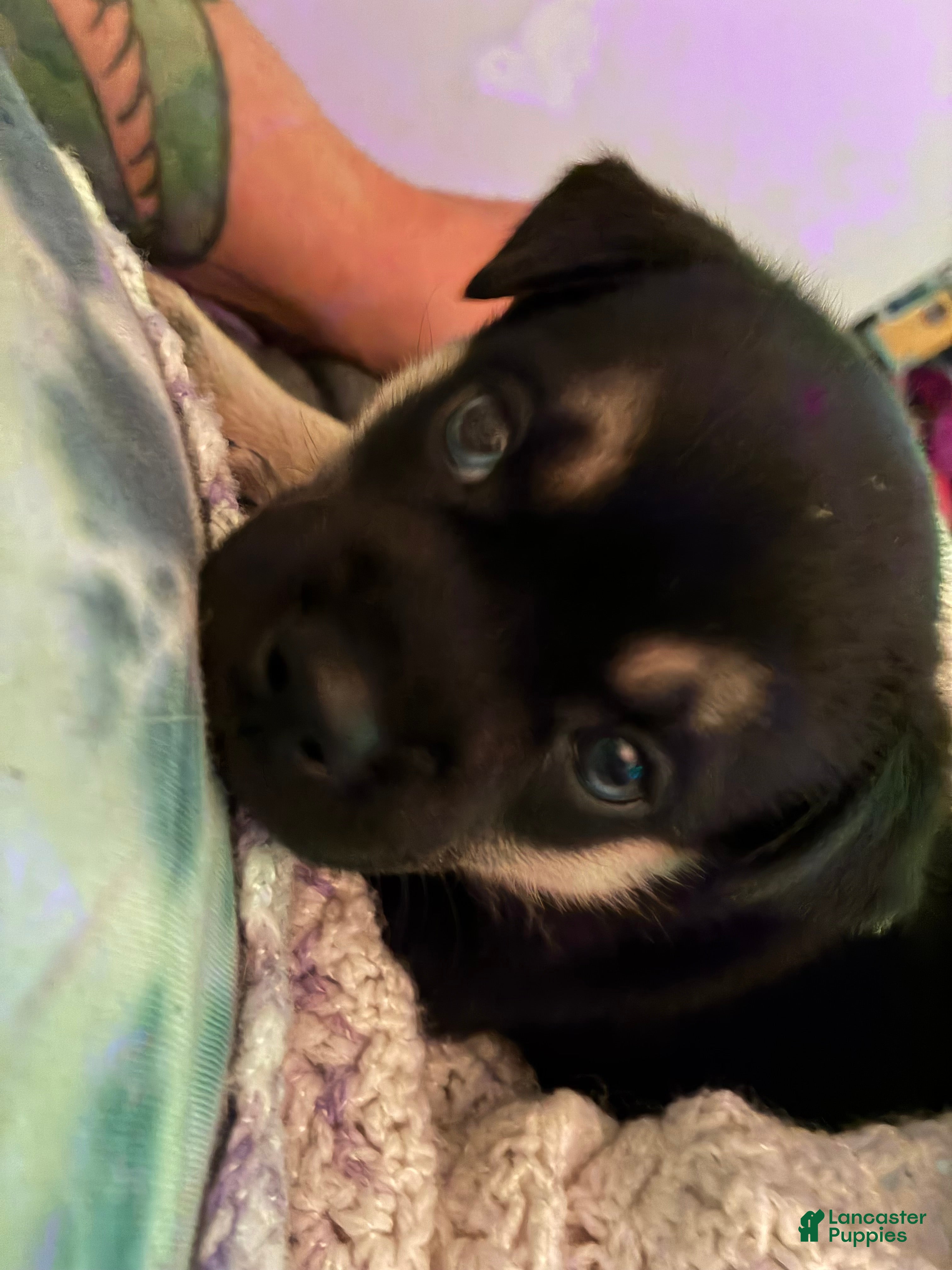 Mixed Breed dogs Nova - Ad 1