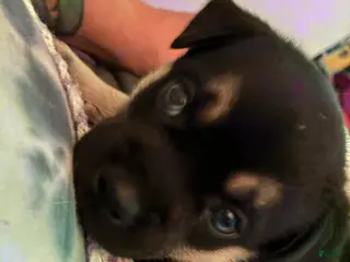 Mixed Breed dogs for sale: Nova - Ad 1