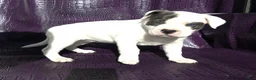 American Bully dogs for sale: "SOFIA VERGARA" - Ad 11