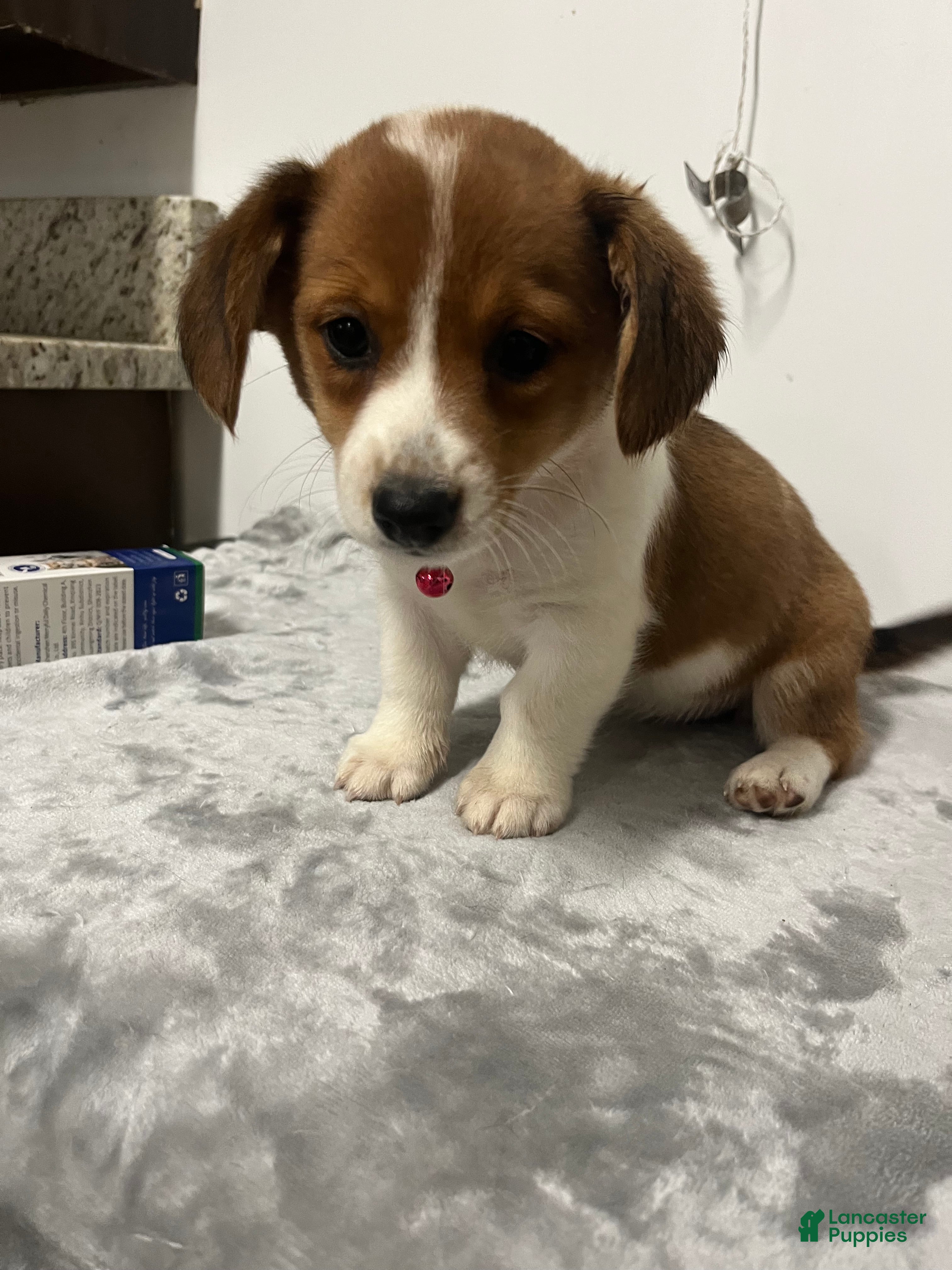 Mixed Breed dogs Angelica  - Ad 1