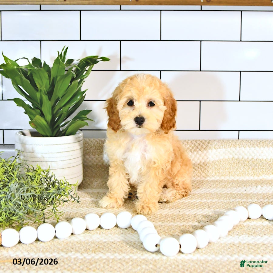 Cockapoo dogs Brody EXTRA SMALL - Ad 1