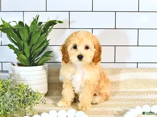 Cockapoo dogs for sale: Brody EXTRA SMALL - Ad 3