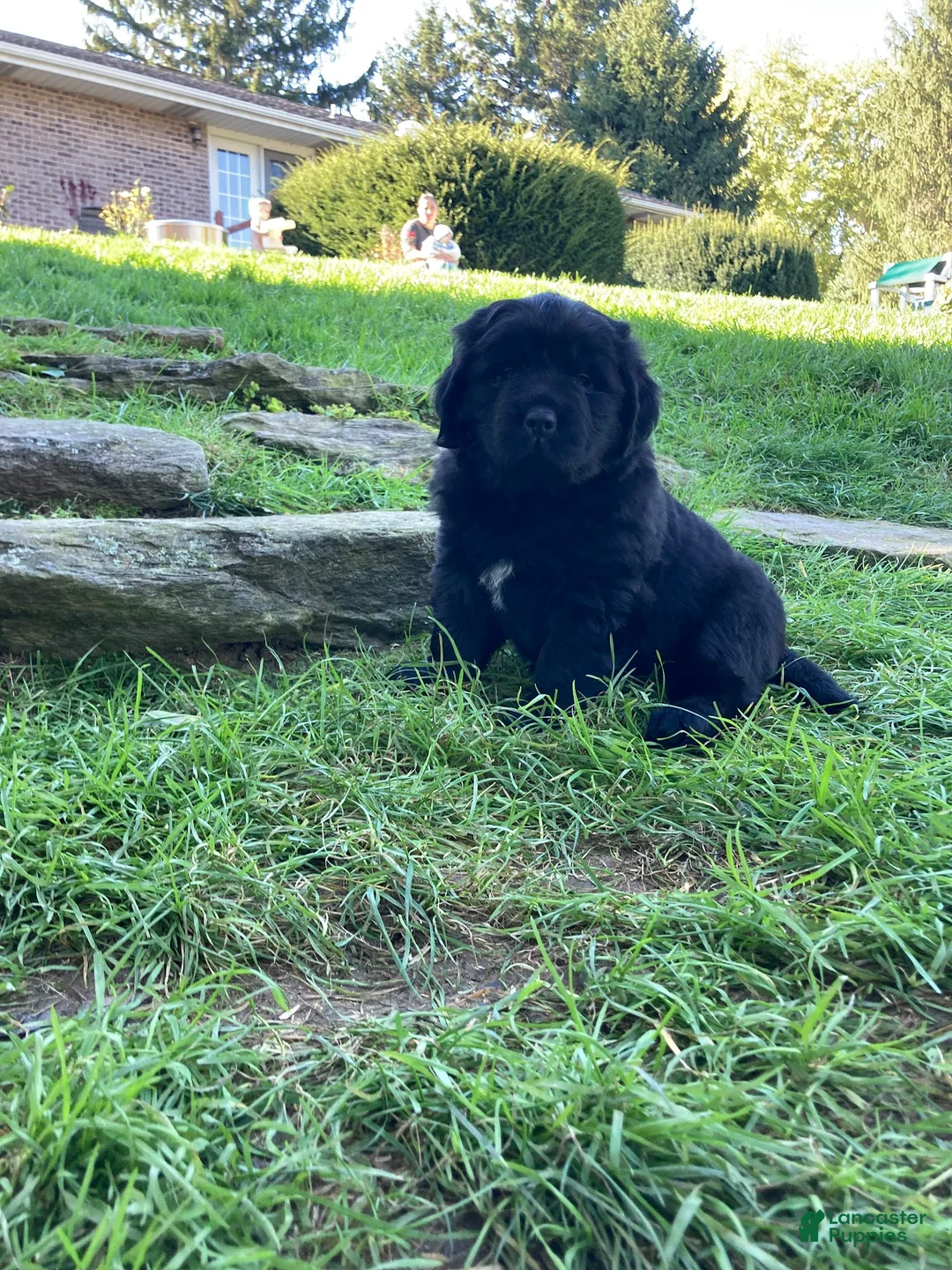 Newfoundland dogs for sale: Olivia - Ad 1