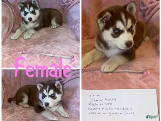 Siberian Husky dogs Siberian Husky Puppy 4 - Ad 19