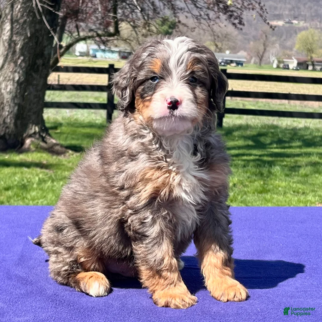 Bernedoodle dogs for sale: Levi - Ad 4