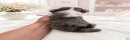 Sheepadoodle dogs for sale: Sheepadoodle 7 - Ad 16