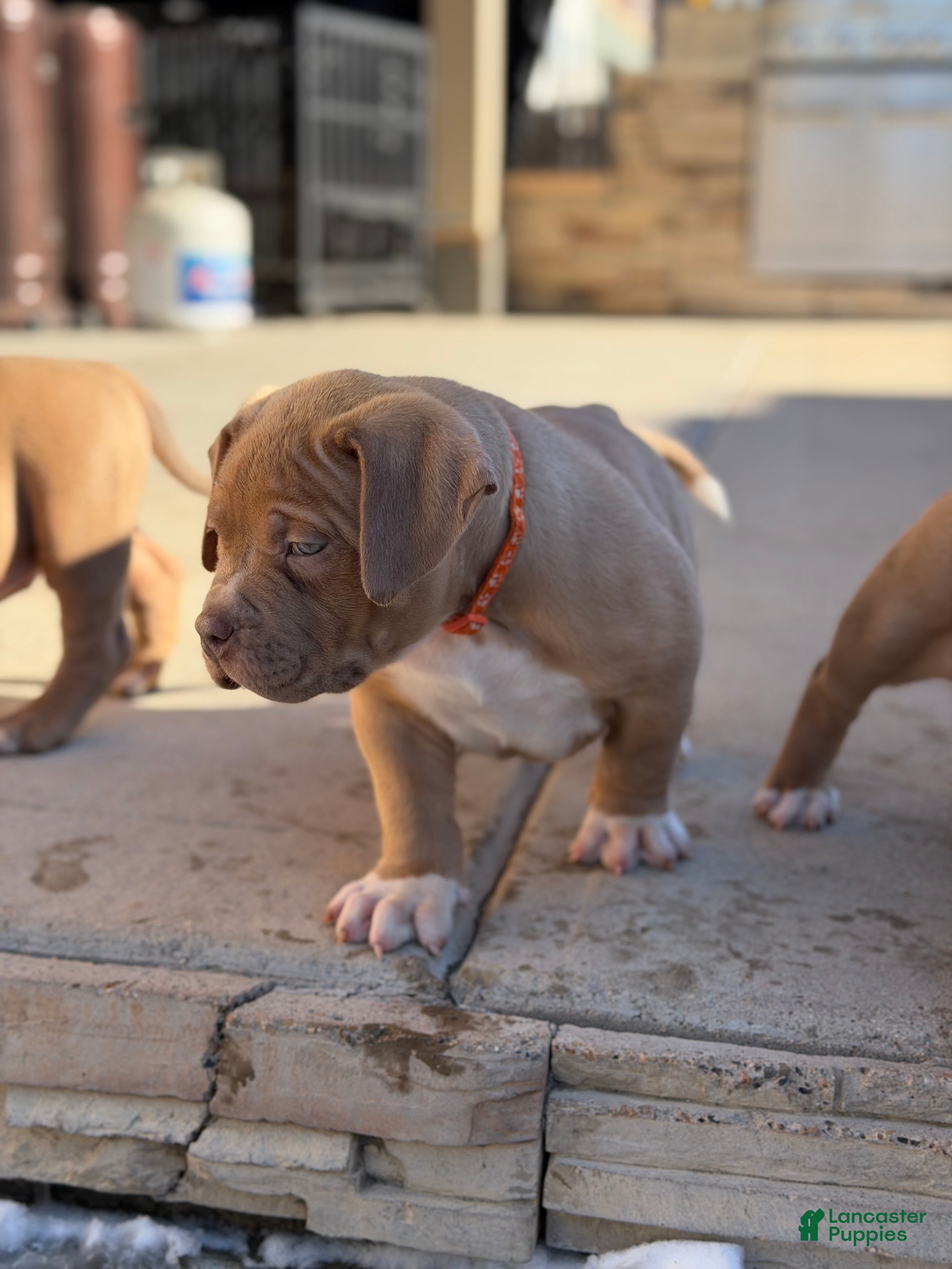 American Bully dogs American Bully Puppy 5 - Ad 2