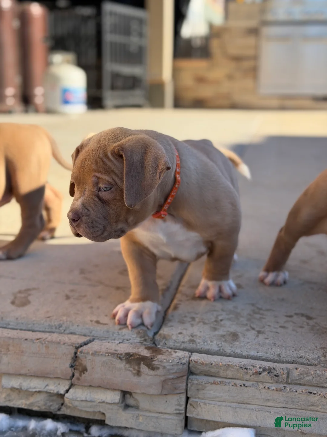 American Bully dogs for sale: American Bully Puppy 5 - Ad 2