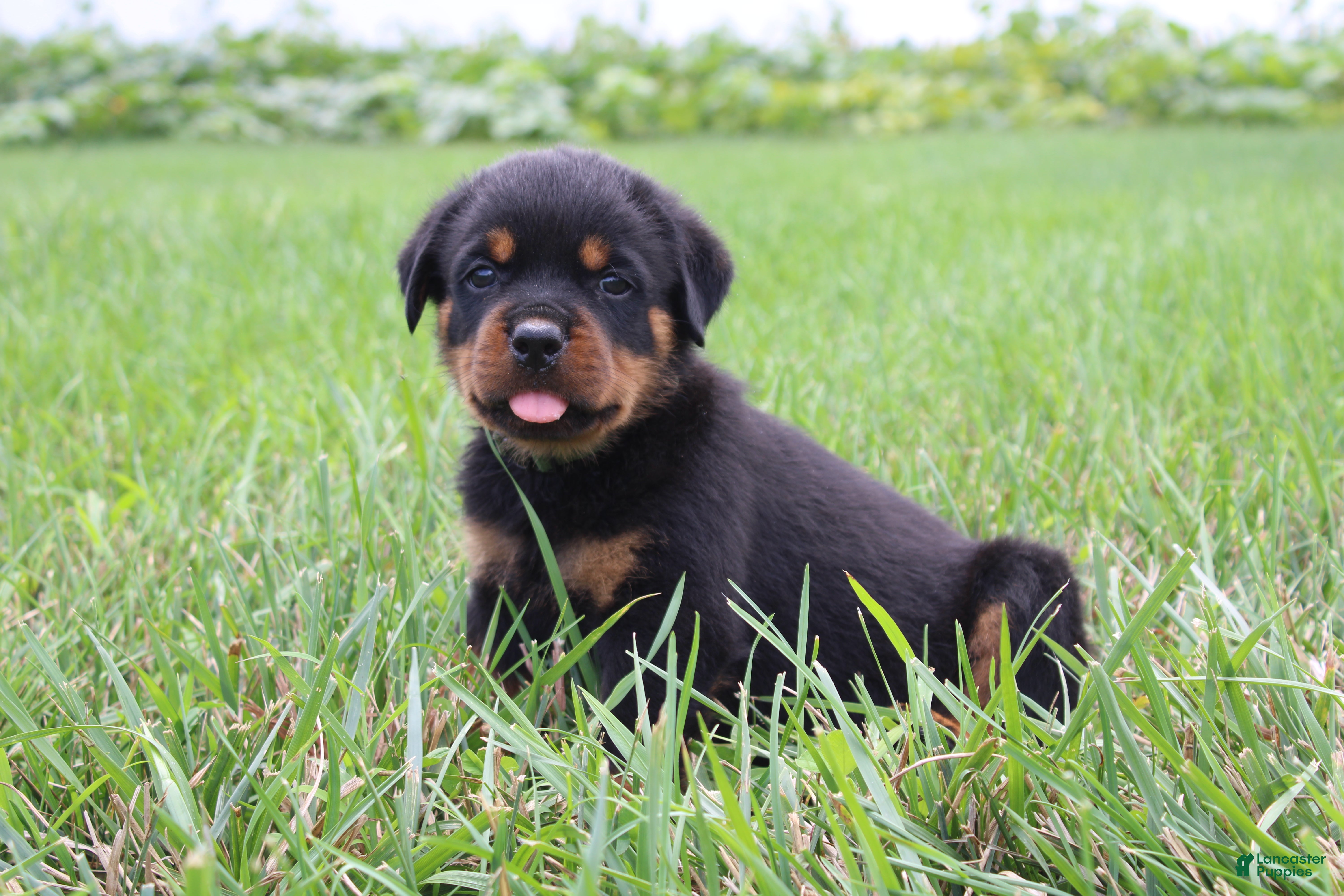 Rottweiler dogs Beavo - Ad 1