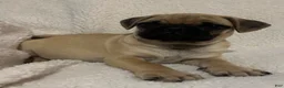 Pug dogs for sale: Peppercorn - Ad 3