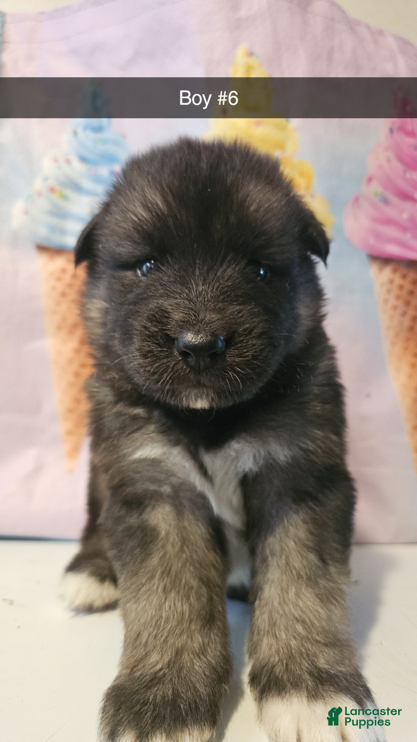 Gerberian Shepsky dogs Gerberian Shepsky Puppy 6 - Ad 10