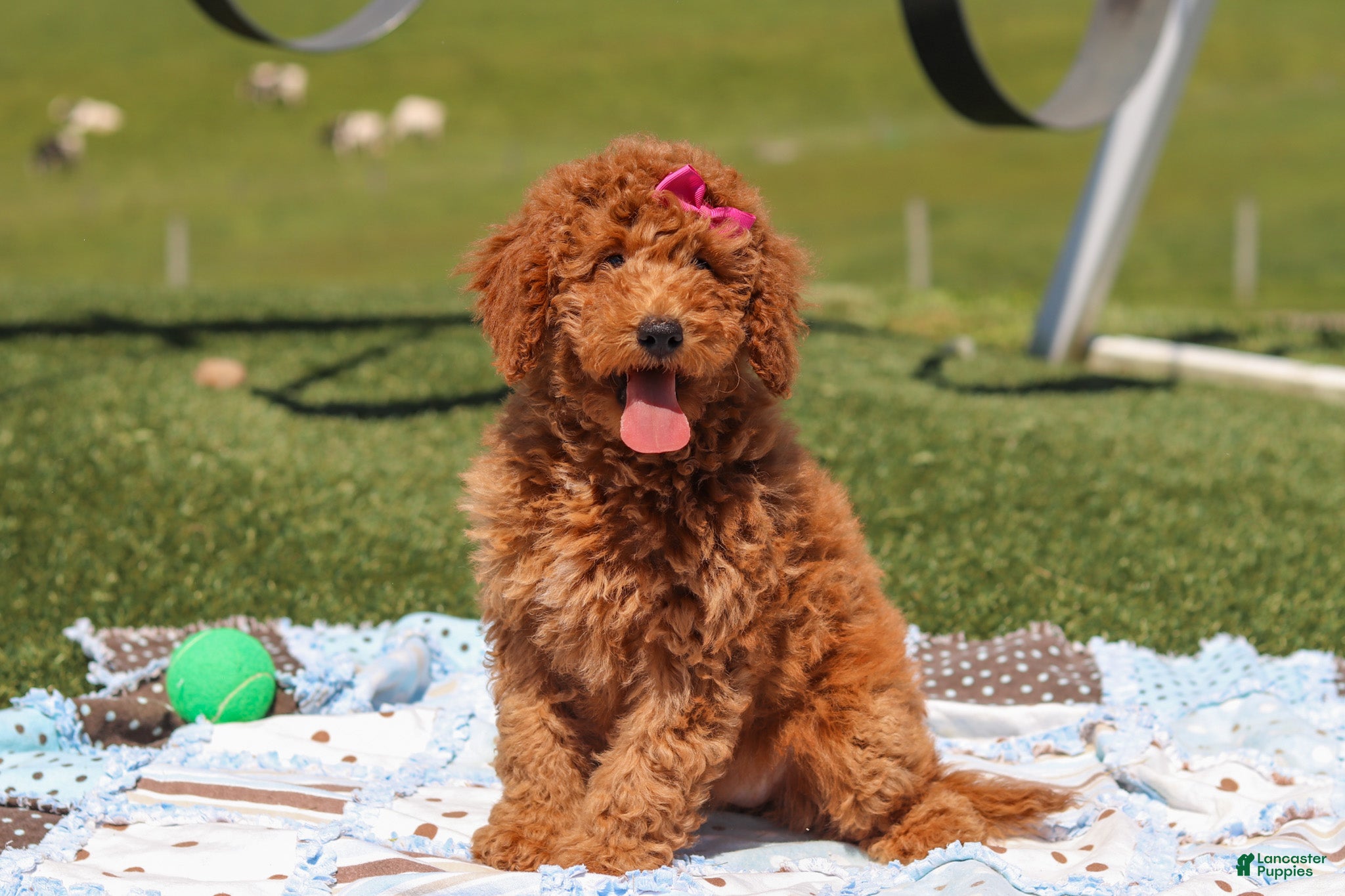 Miniature Labradoodle dogs Tessa - Ad 2