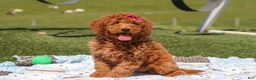 Miniature Labradoodle dogs for sale: Tessa - Ad 2
